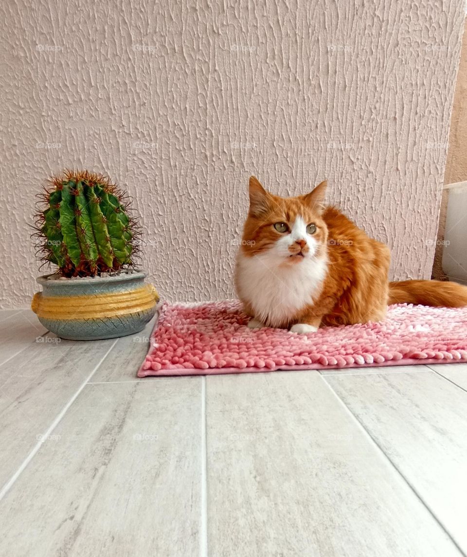 ginger cat relaxing home view from the ground