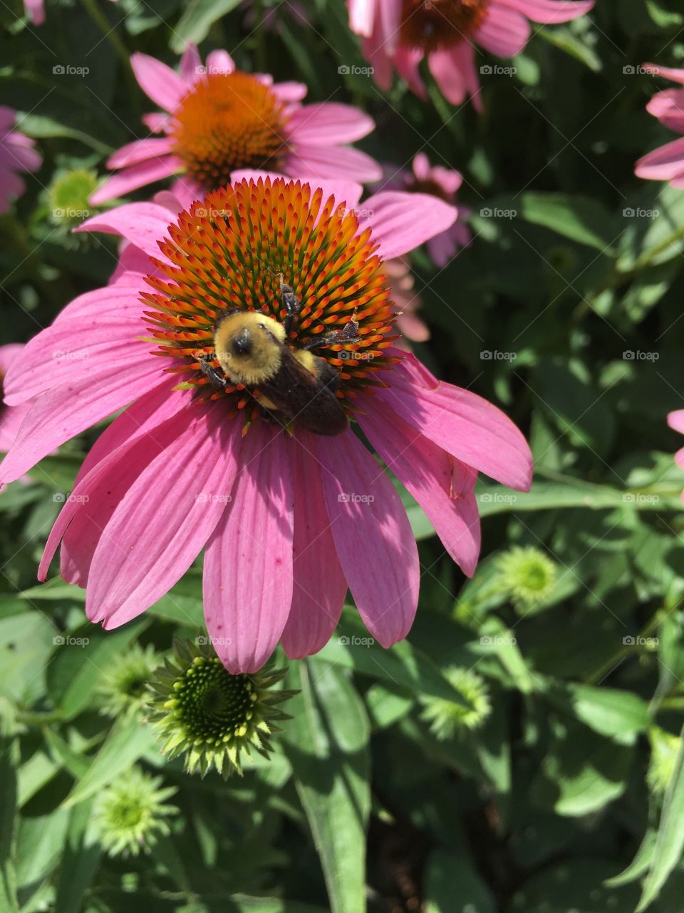 Flower and bee 🐝