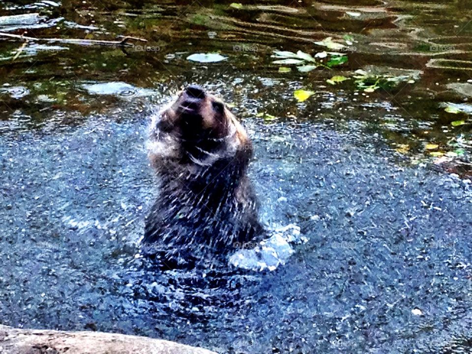 Bear cub bathing
