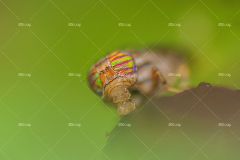 macro closeup on fruit fly having honey for breakfast