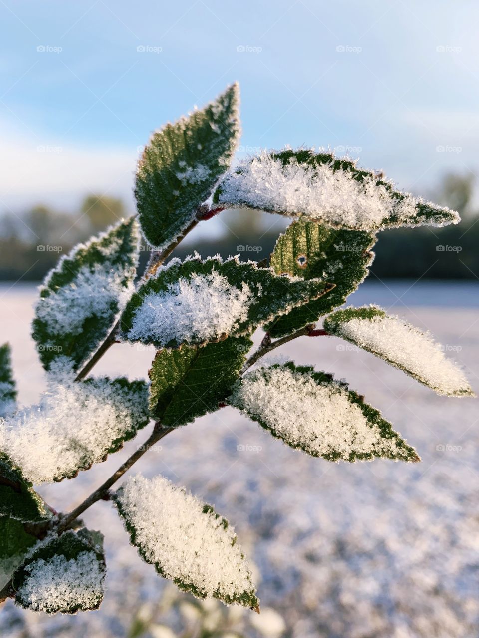 Snow crystals in dim sunlight on small, frozen, green leaves against a snow-covered farm field and distant grove of bare trees under a pale blue sky 