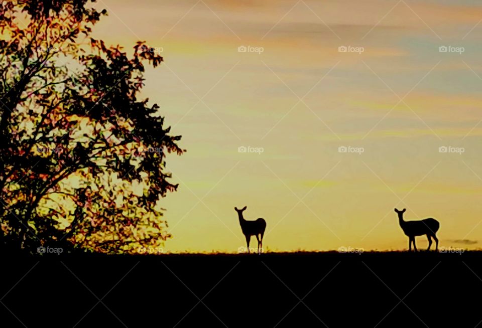Driving the Back Roads and enjoying everything around us. A deer standing on the top of a hill . with the sunset behind it.