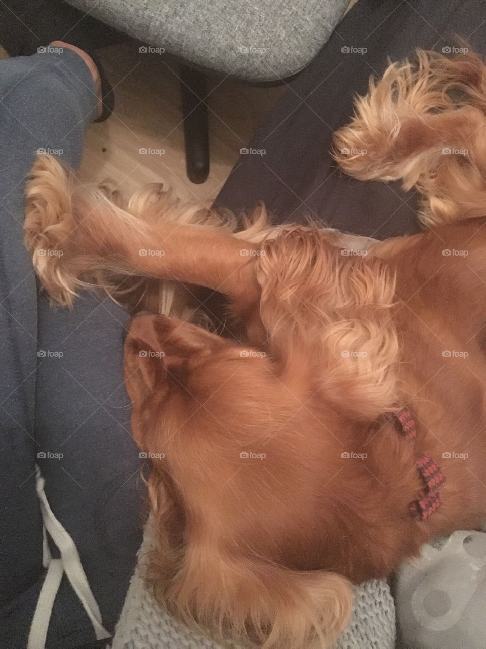 Sleeping Cocker Spaniel