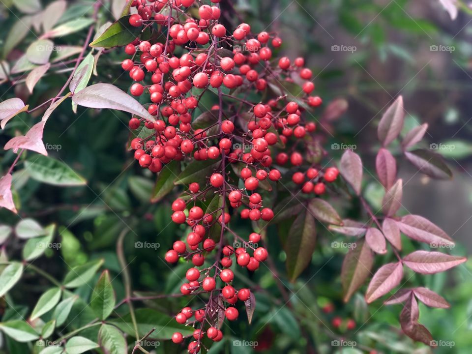 Red berries 