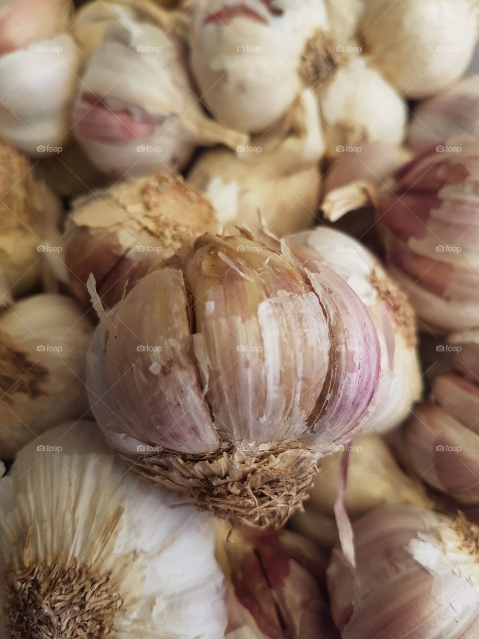 Full frame of garlic