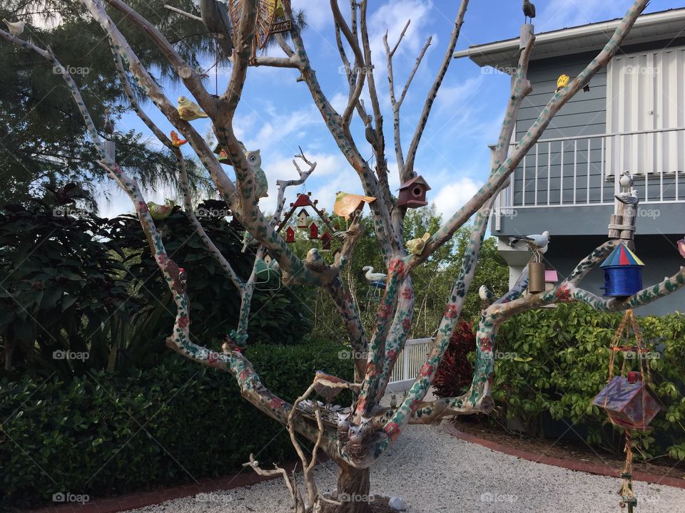 Front Yard Key Largo