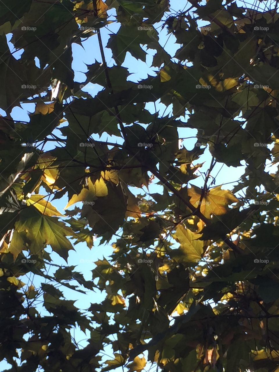Sunlight through maple leafs 