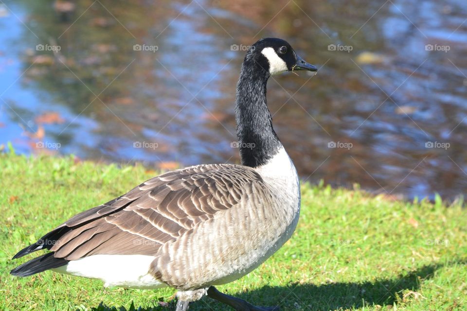 Geese enjoying a nice fall day in Connecticut