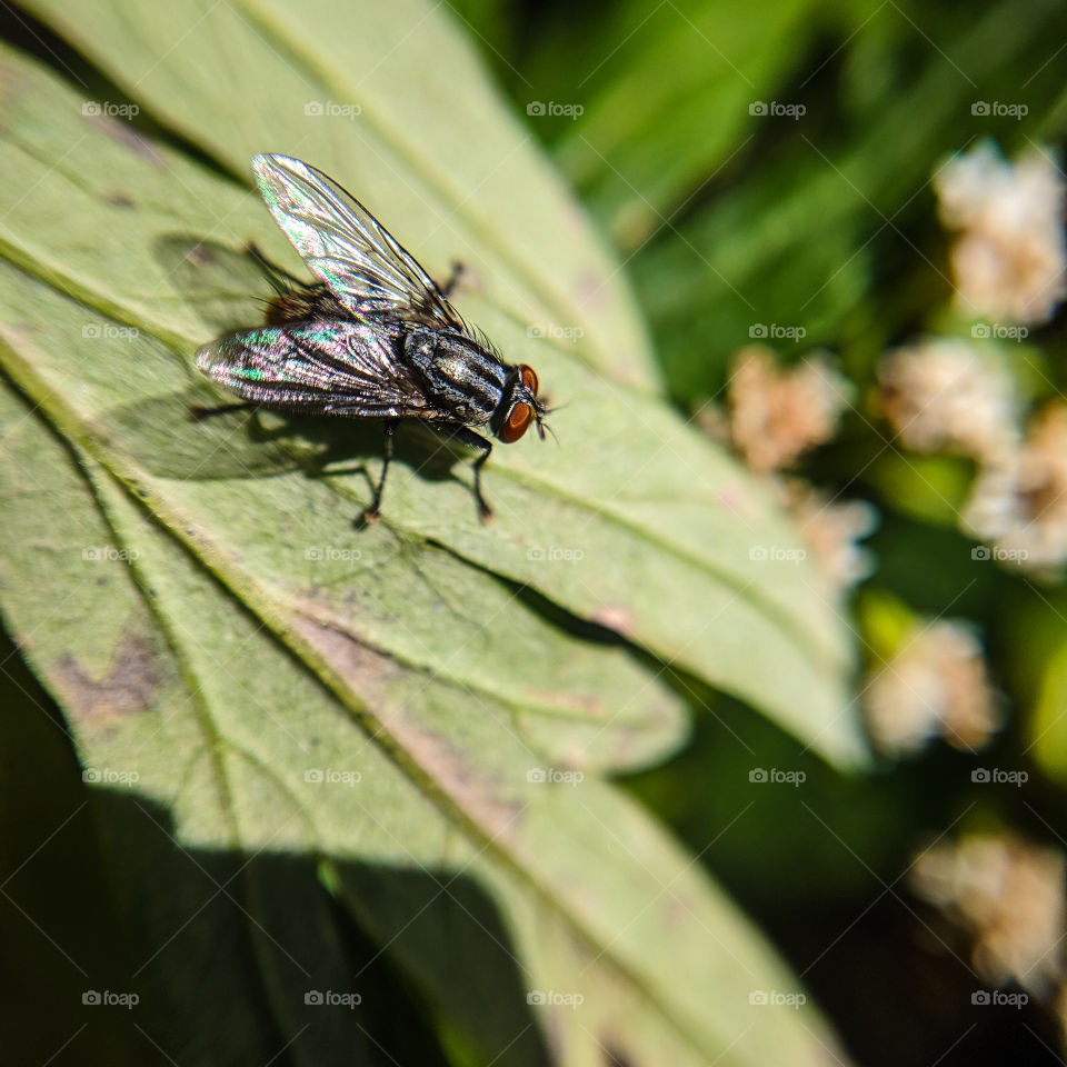 Fly On A Plant Leaf Macro