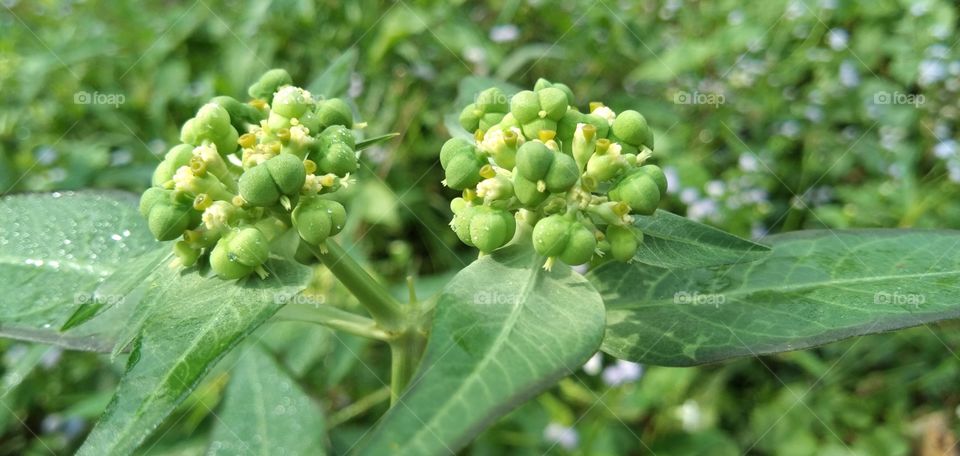 Katemas or one amu (Euphorbia heterophylla L.), a weed plant that grows in humid areas, grows mostly in the rainy season. Traditionally used to treat constipation, bronchitis, anti-inflammatory and asthma.