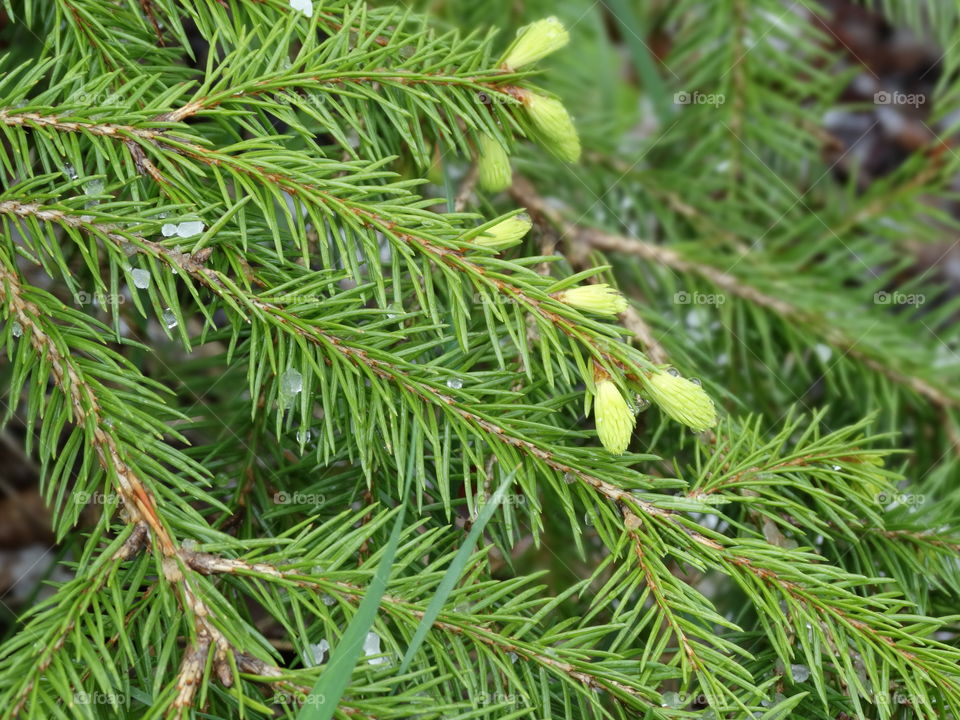 Buds on Pine Tree