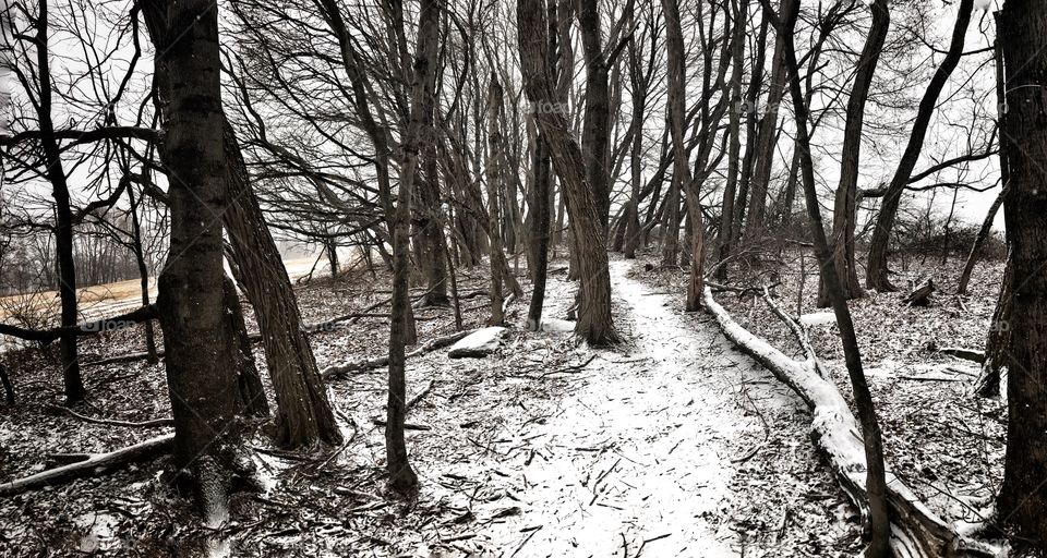 Snowy Forest 