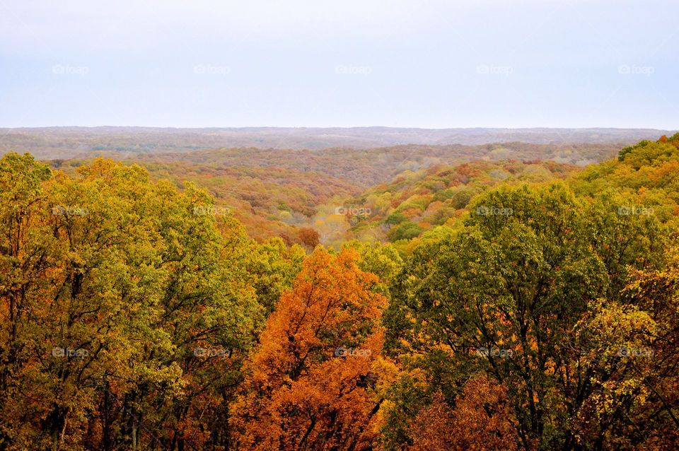 nature outdoors colors tree by refocusphoto