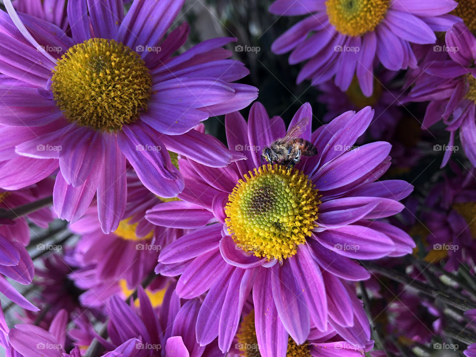 bee taking nectar from pink flower in its maximum spring bloom