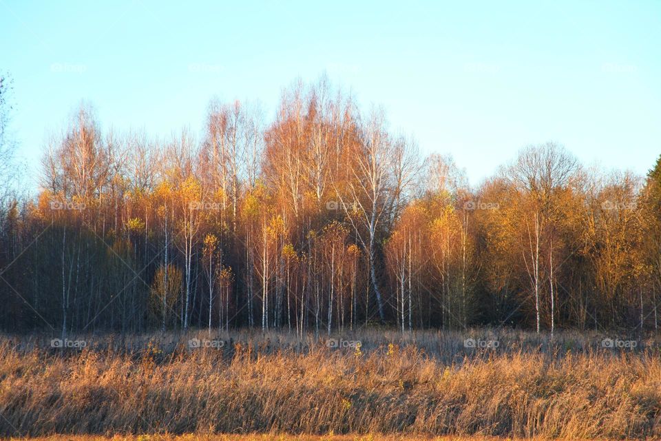an ordinary birch grove at sunset in October