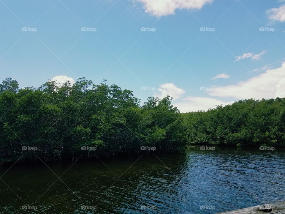 mangroves in the backwoods