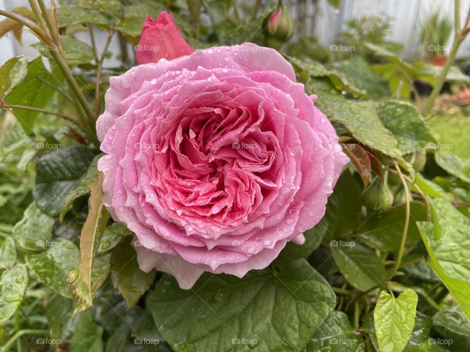 Beautiful pink “Granny” rose in bloom after a bit of light rain