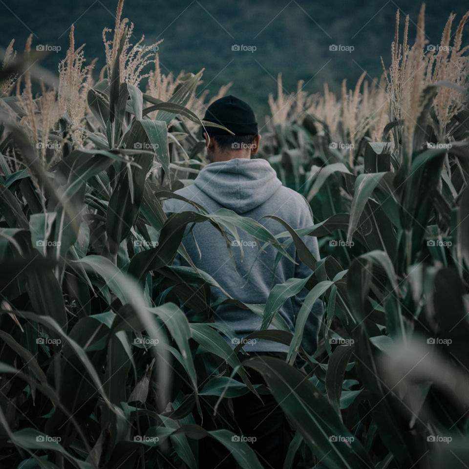walking alone in the corn field