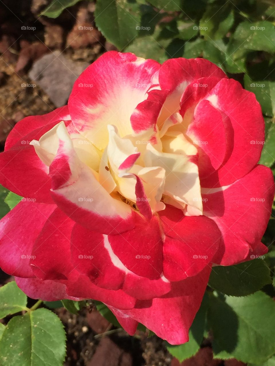 Double delight rose