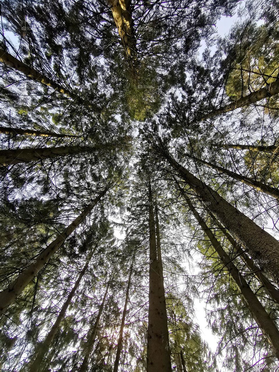 Looking up in the trees