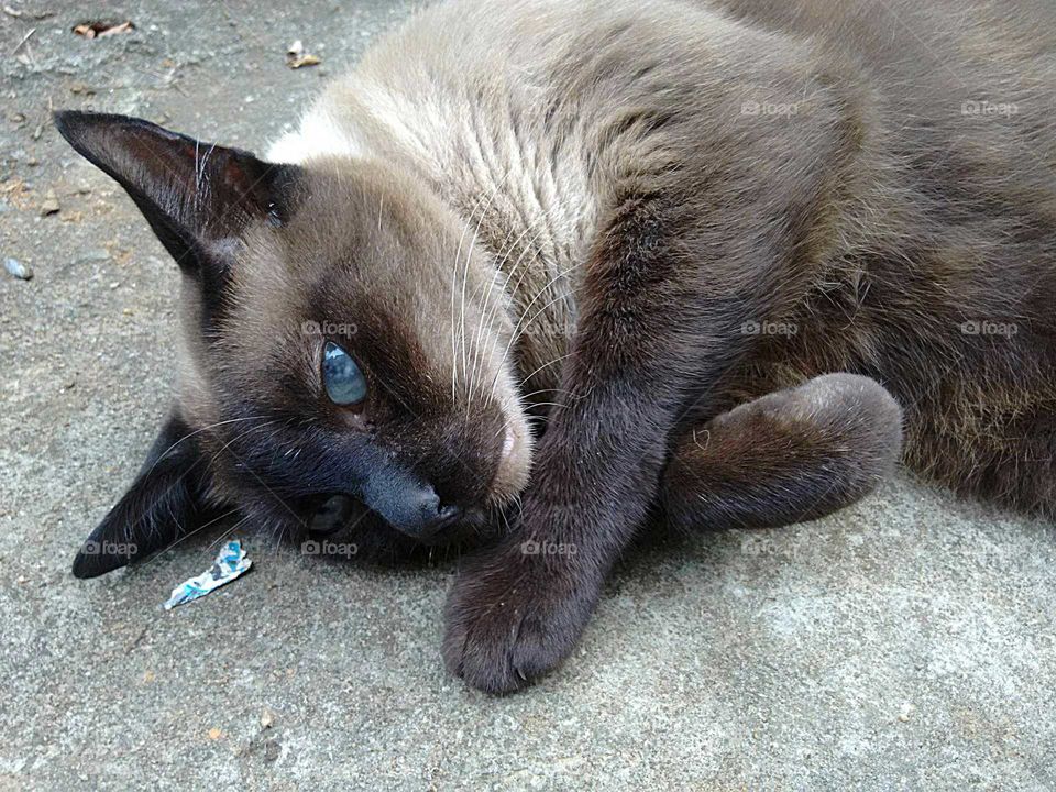 Sly Siamese cat lying on the ground waiting for affection.