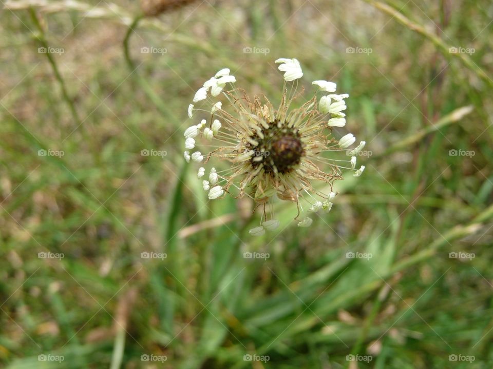 Flowering weed 