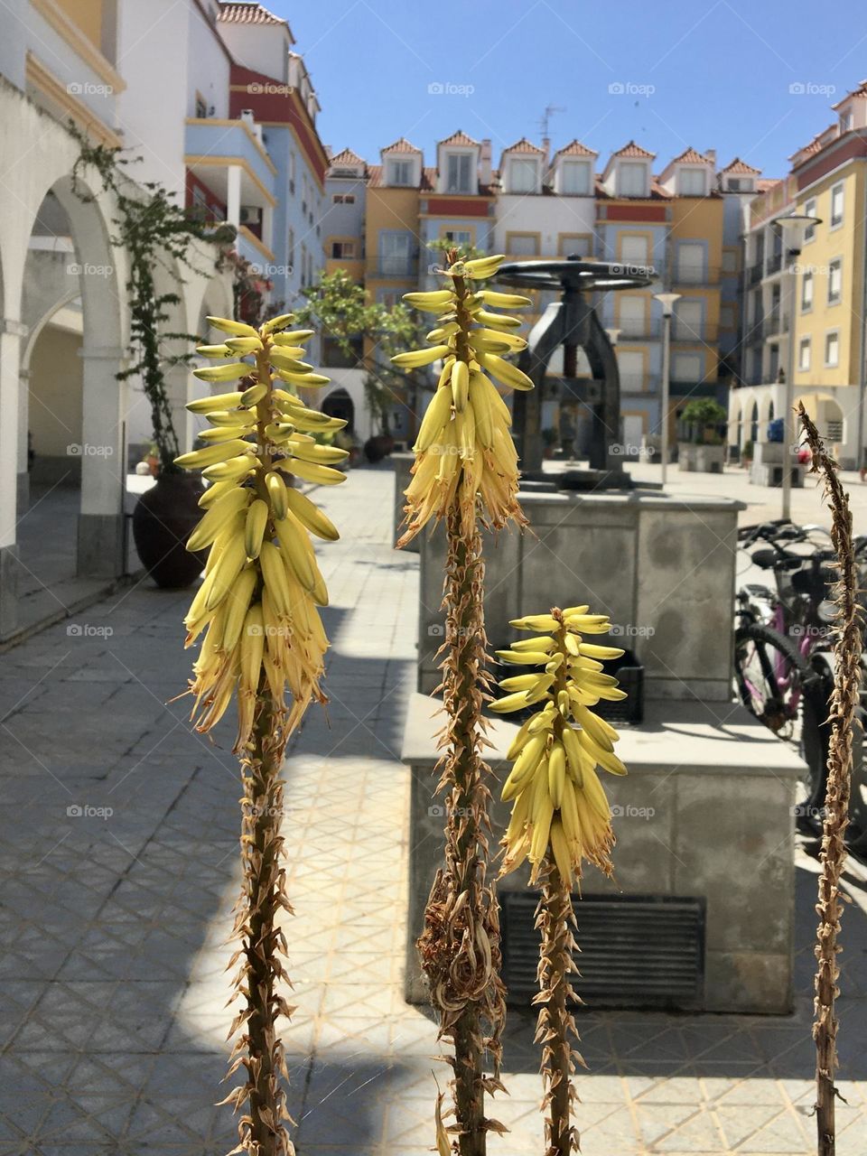 Urban nature with yellow plants