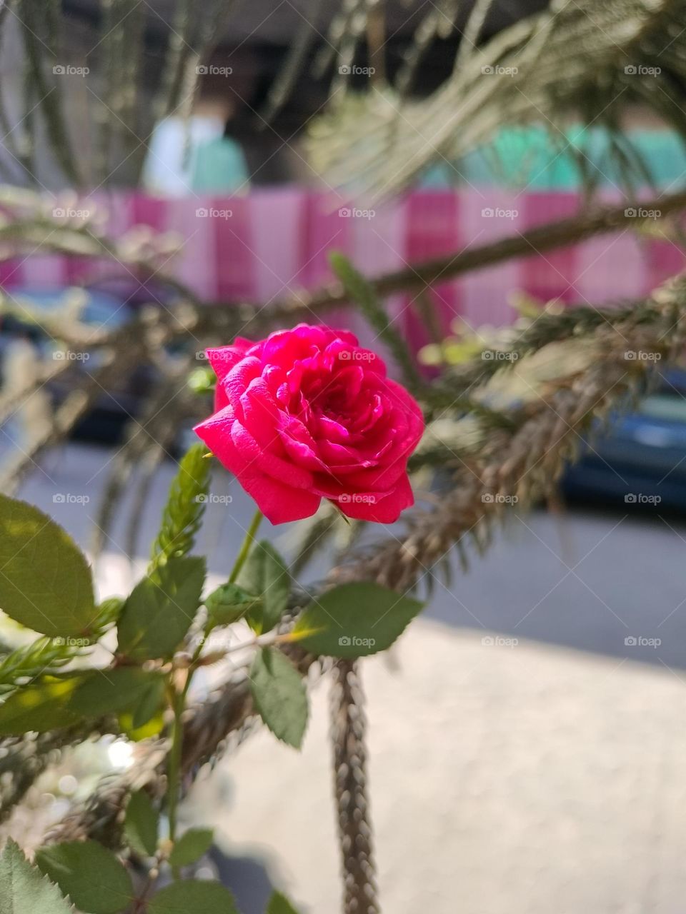 Beautiful Rose, Picture of Rose, Beautiful Flower, Lovely Rose