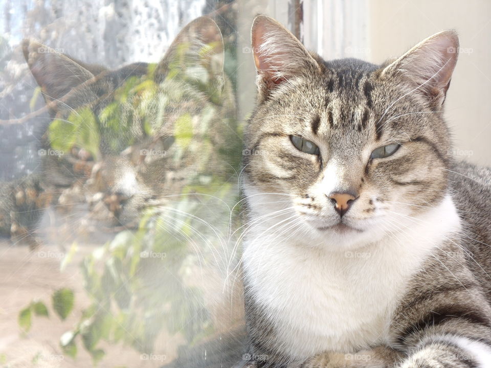 Tabby Cat Reflection