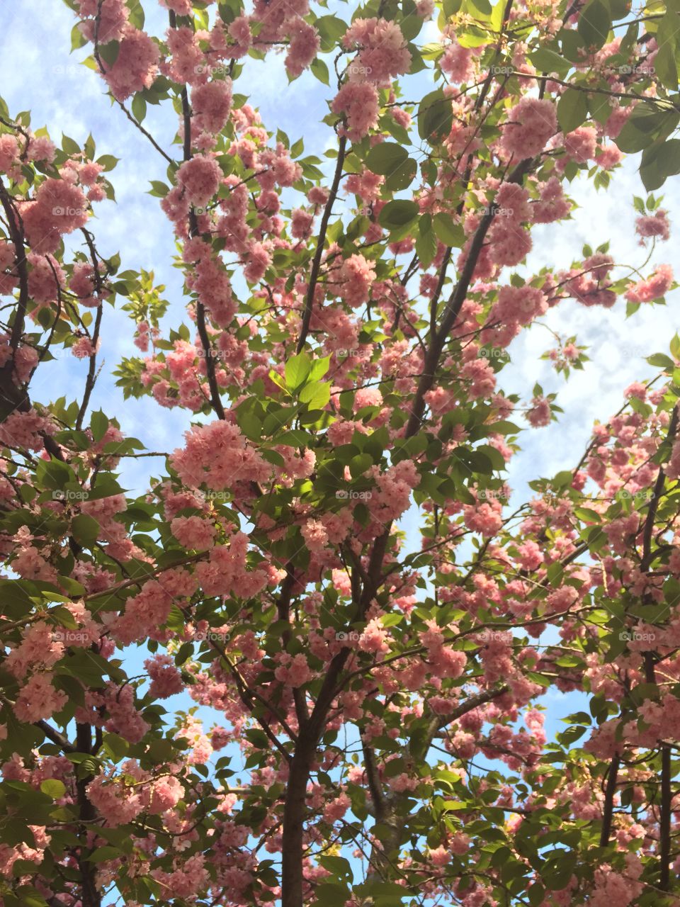 Pink flora