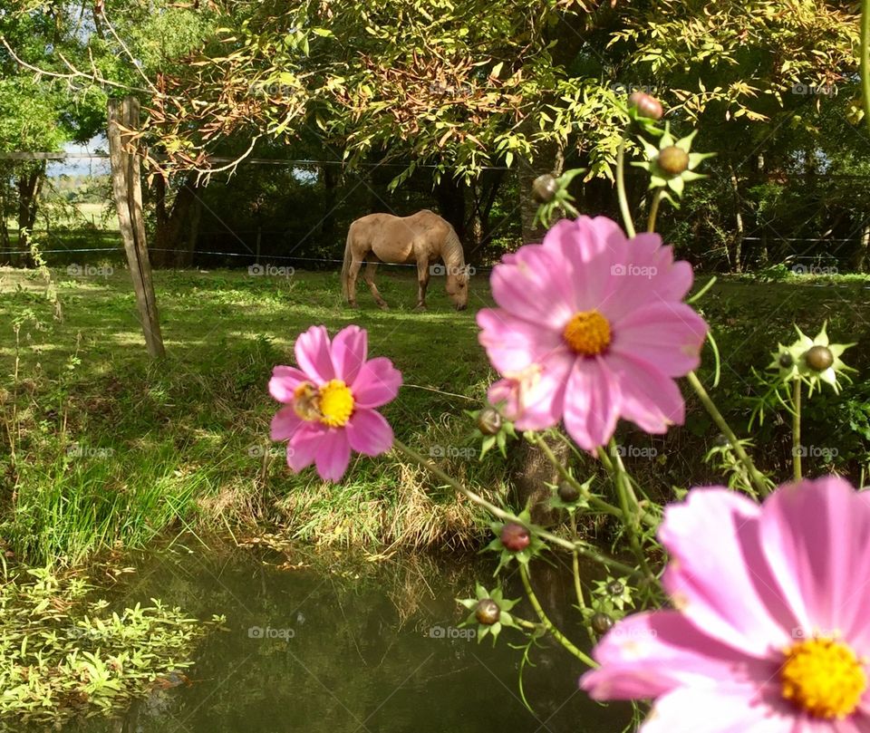 Horse and flowers 