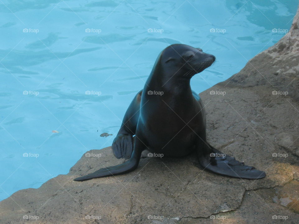 Seal