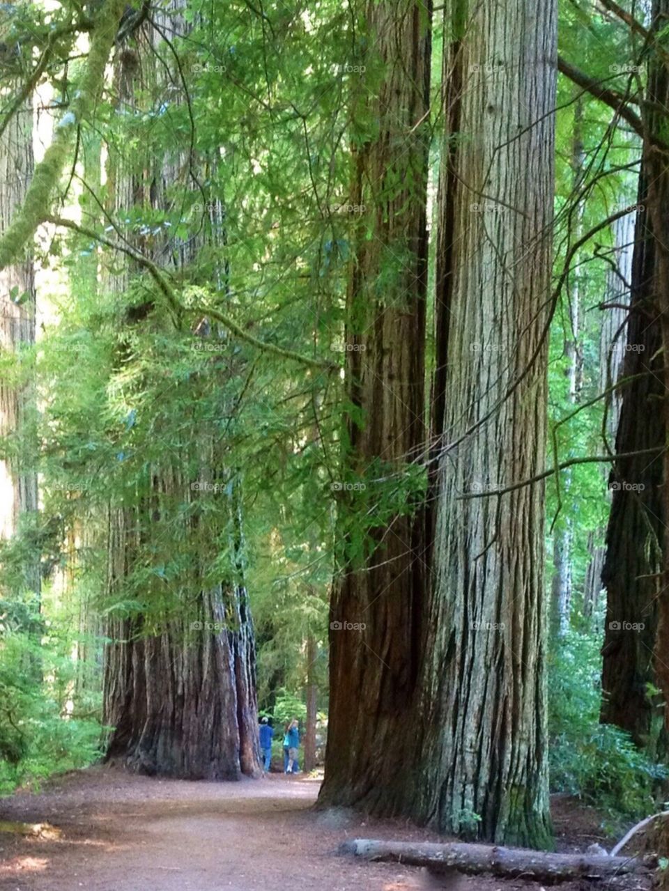 Giant redwoods Stout Grove 