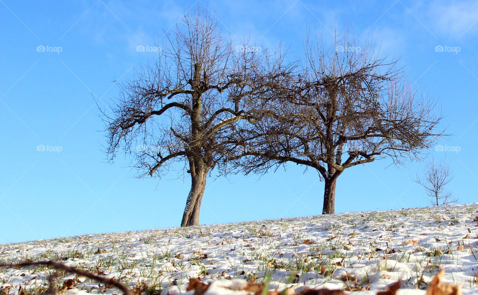 two old Apple trees in the snow