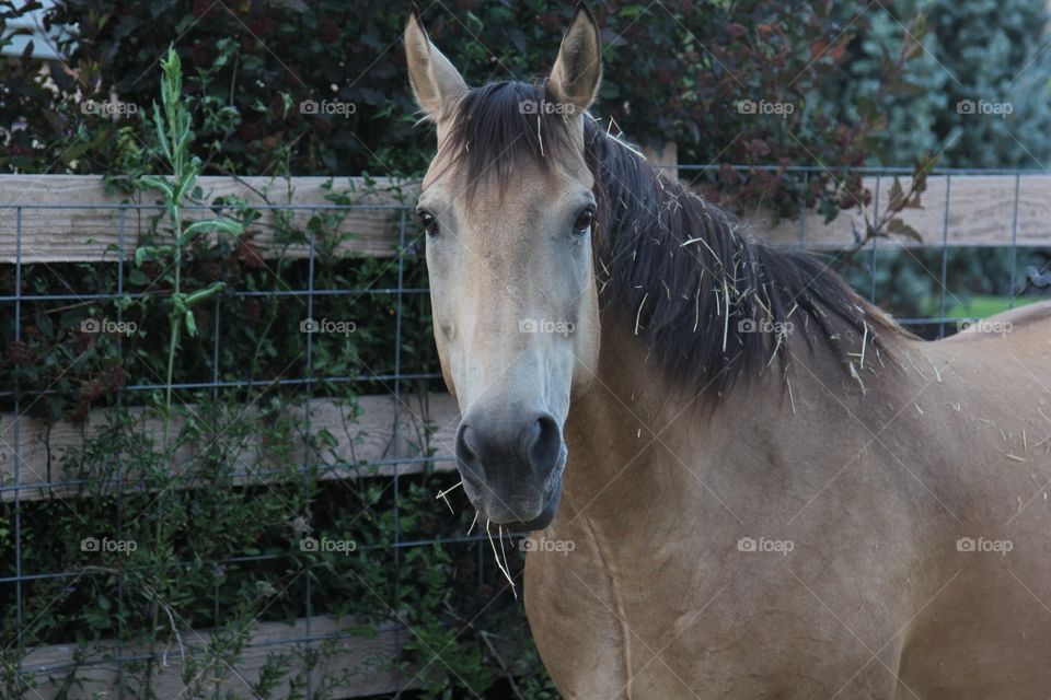 Hay eater