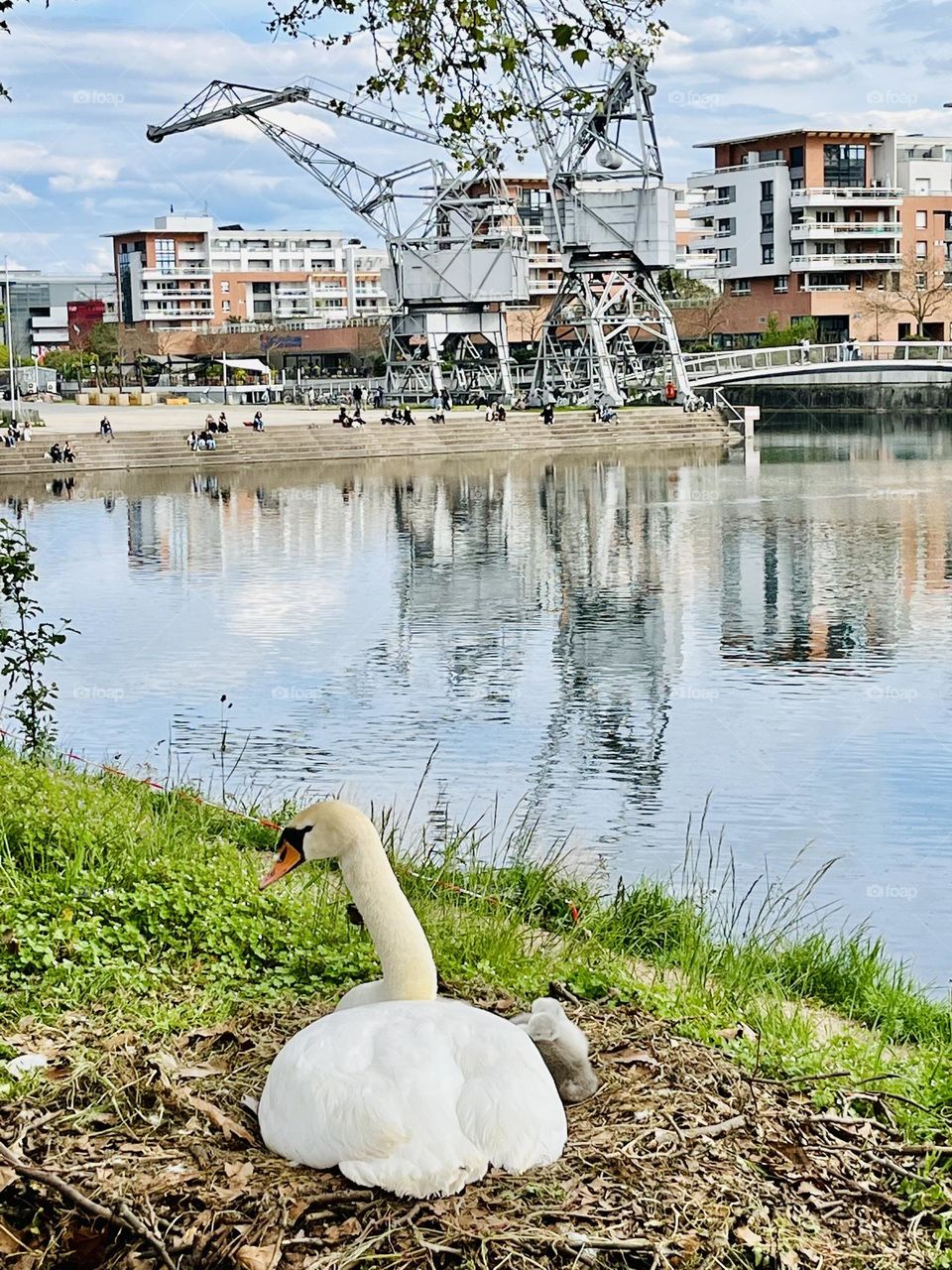 Swan with babies 