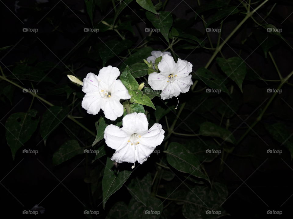 Godhuli Gupal flower