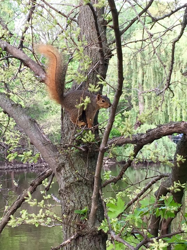 Squirrel. Squirrel
