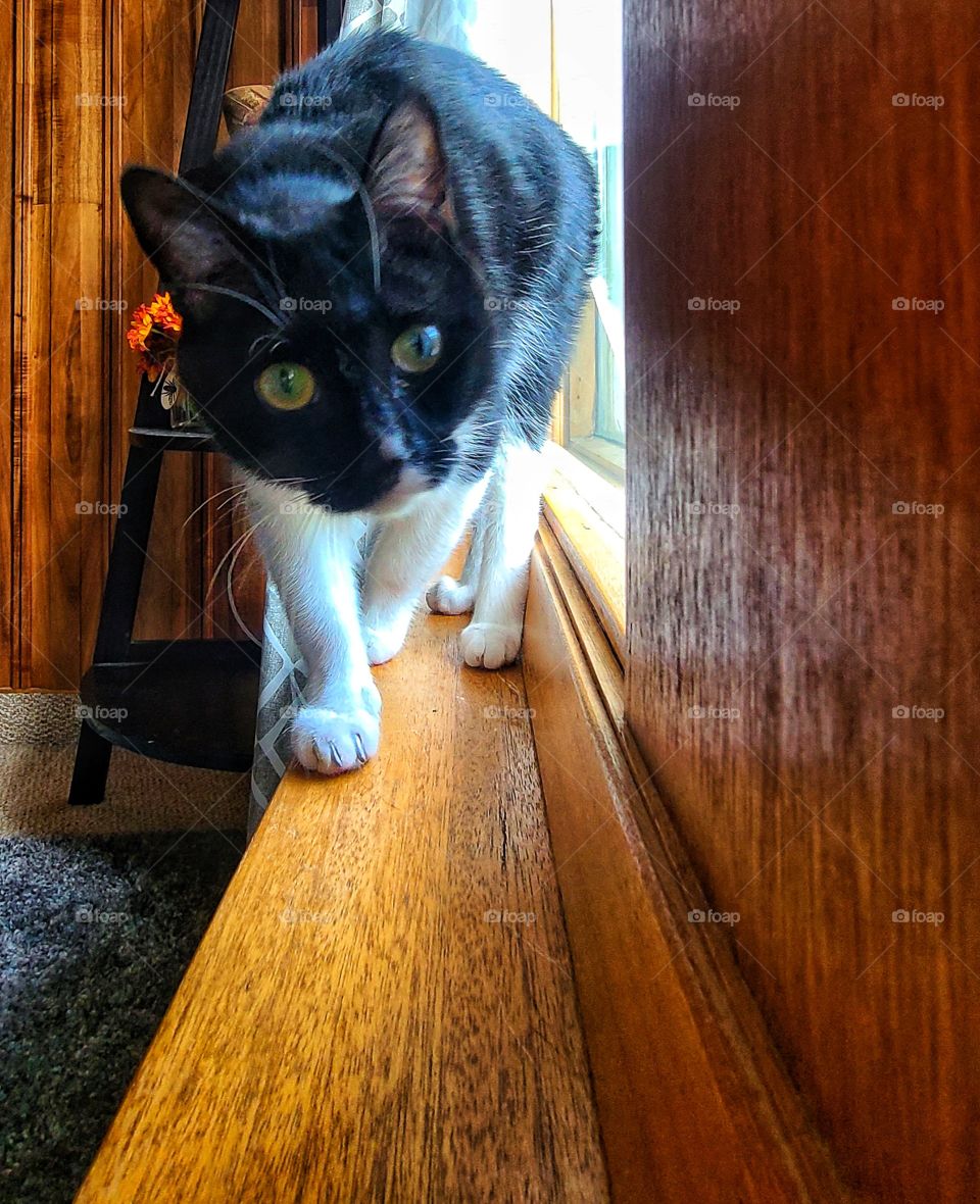 Curious kitties walking along the window ledge