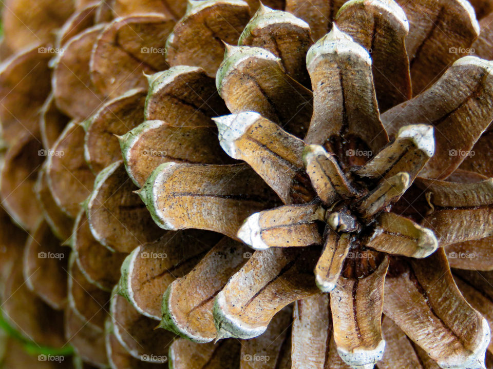 Pine cone