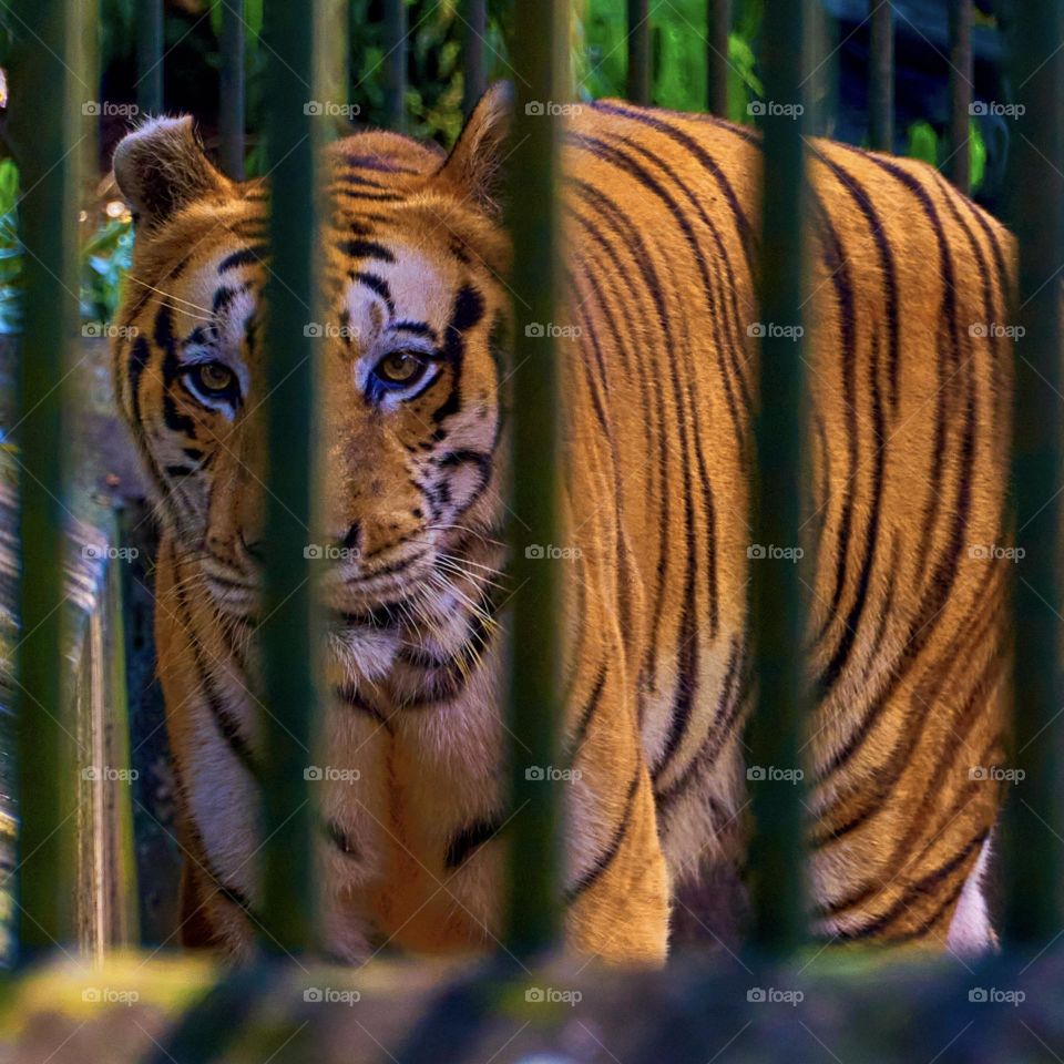 Wild animal - Zoo - Tiger - Eyes