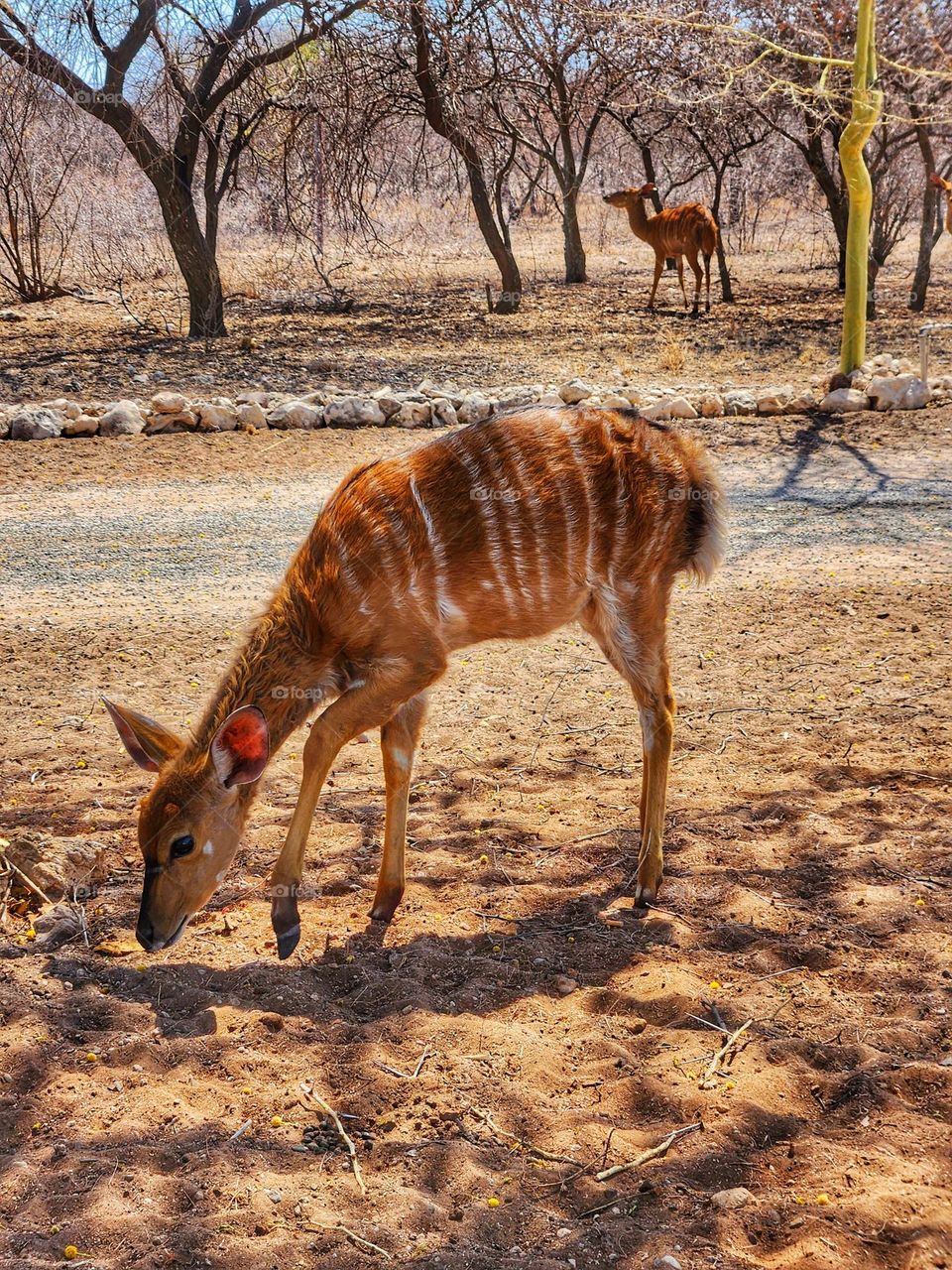 Nyala with stripes standing on dry ground