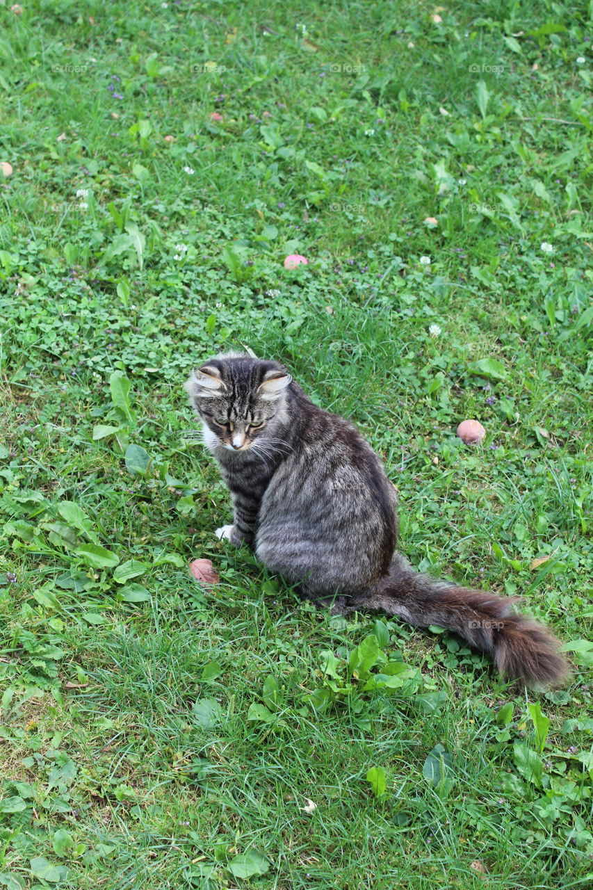 кошка гуляет