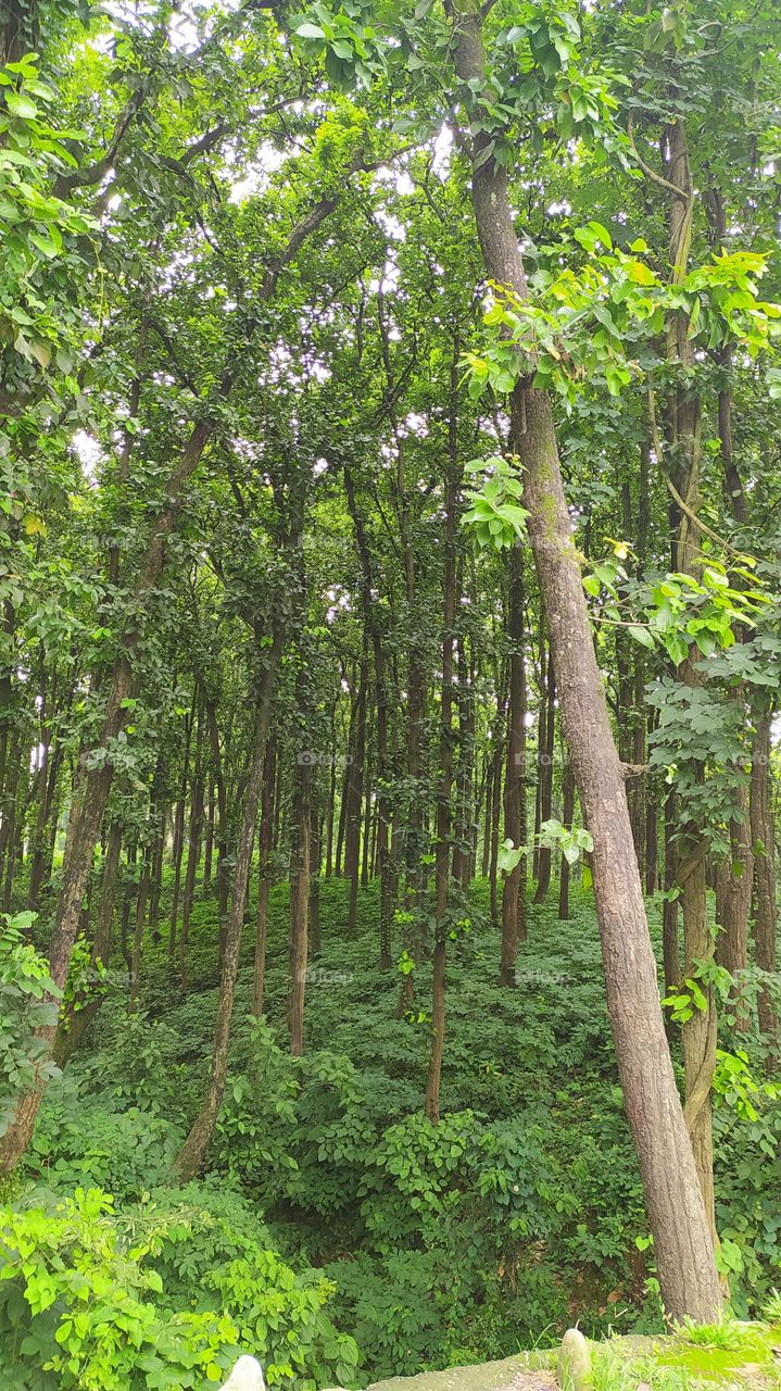 Dense forest in the mid of the city