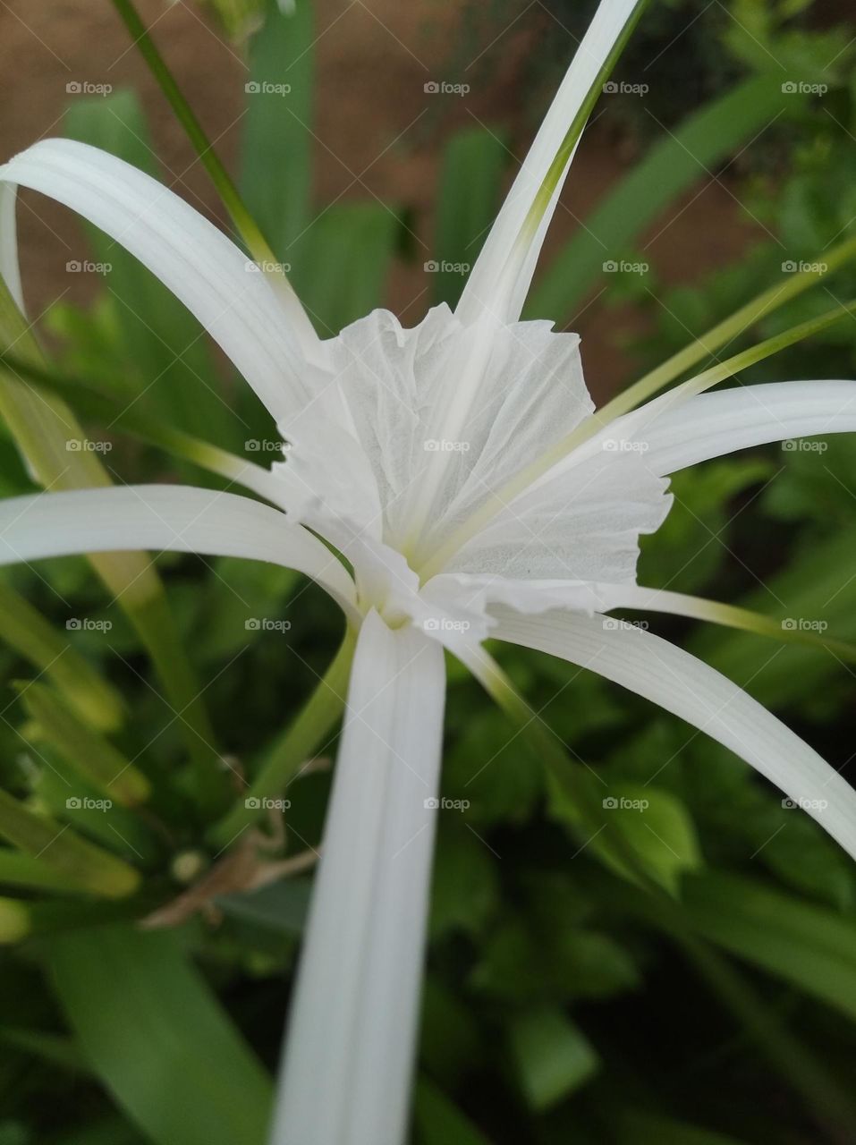 white flower seasonal fresh shurb small size looks very beautiful generally found everywhere