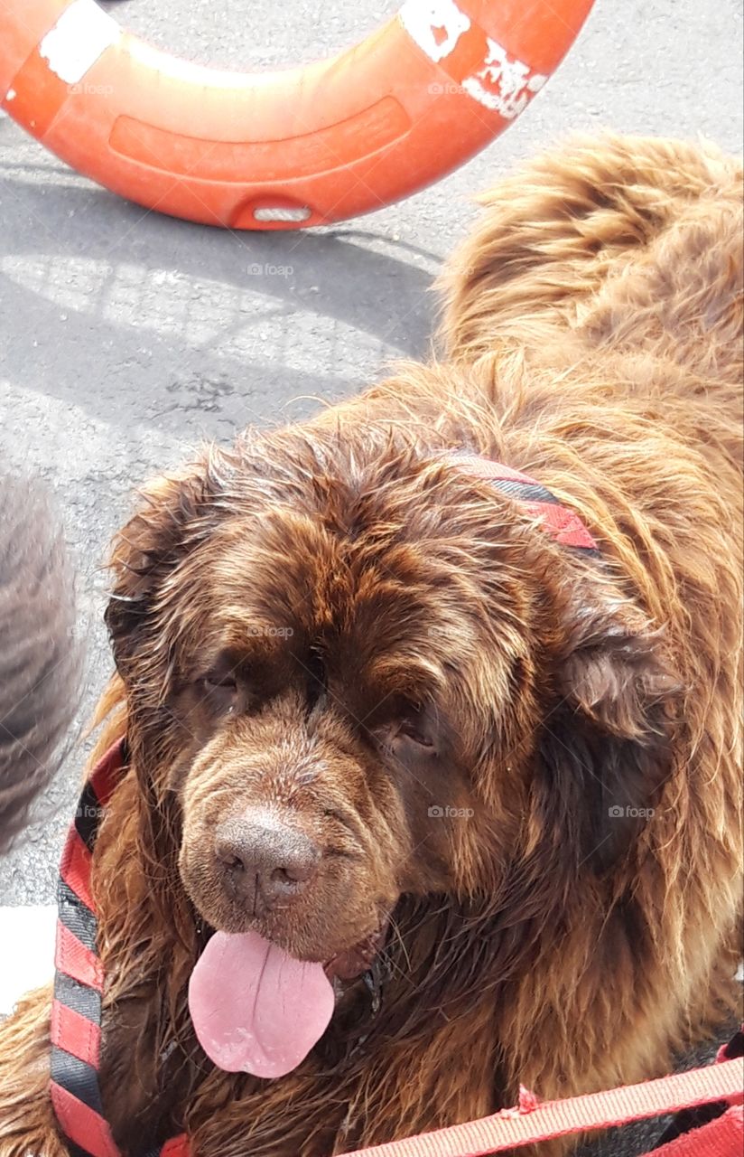 rescue dog in Trouville