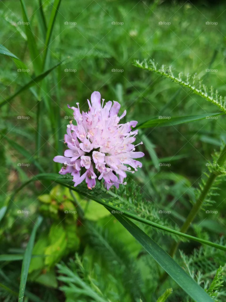 Meadow story