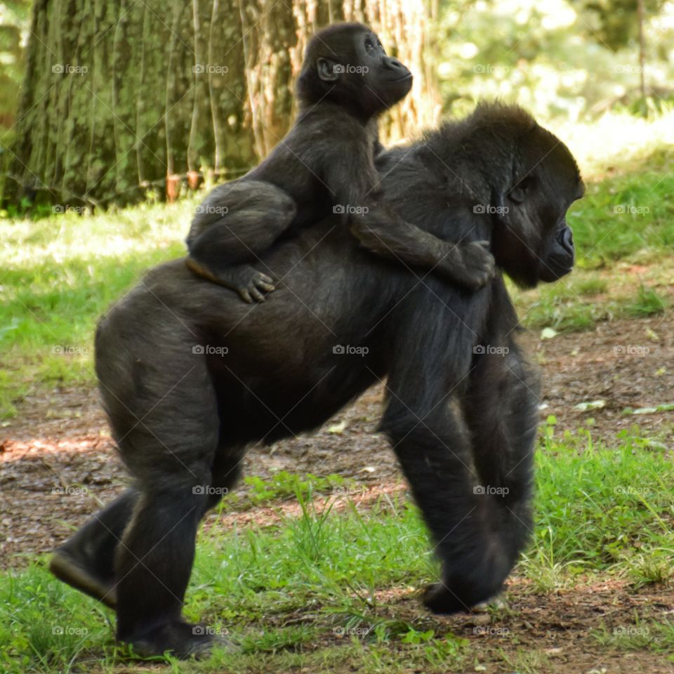 I've got your back. Gorilla love at Atlanta Zoo