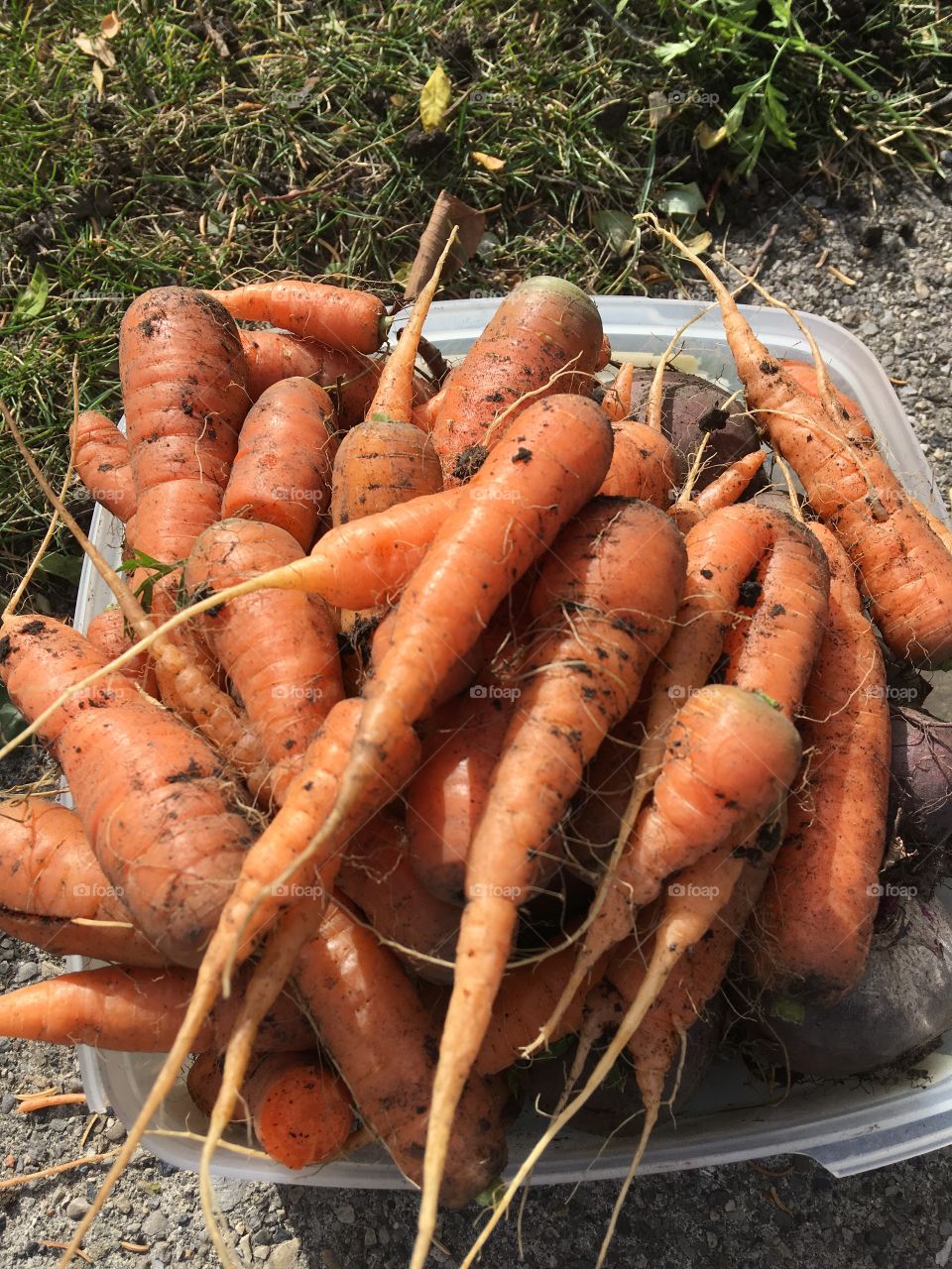 Carrot harvest 