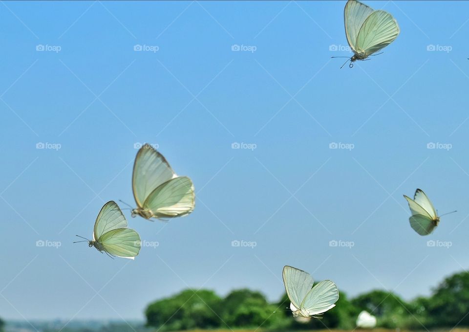 butterflies